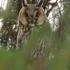 Kalous usaty - Asio otus - Long-eared Owl 6967